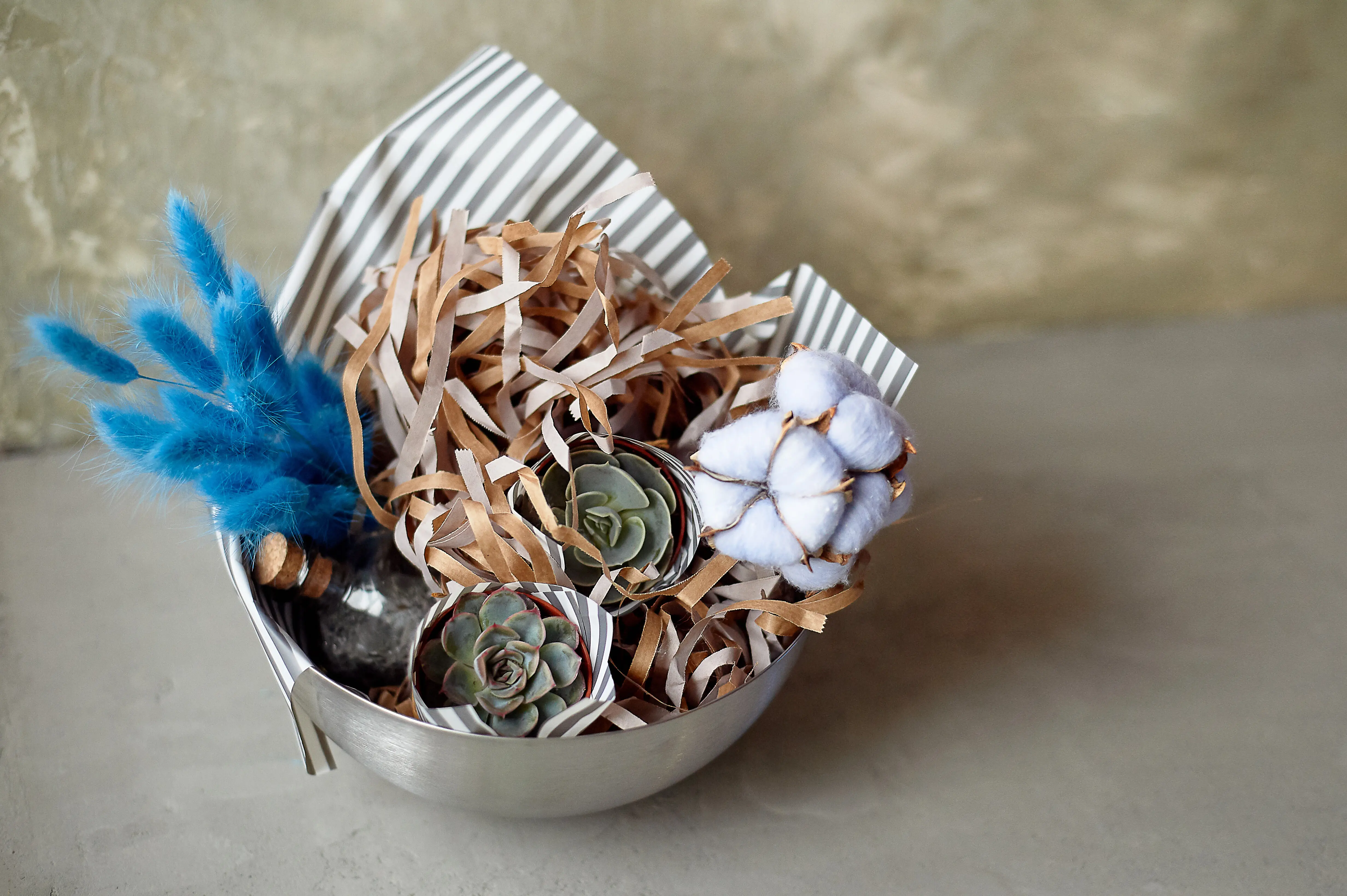 Floristik: eine Komposition aus Baumwolle, Hasenschwanzgras und Sukkulenten in einem Metallgefäß, grauer Hintergrund, Minimalismus.